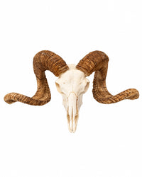 Echter Merinoschafbock Schädel