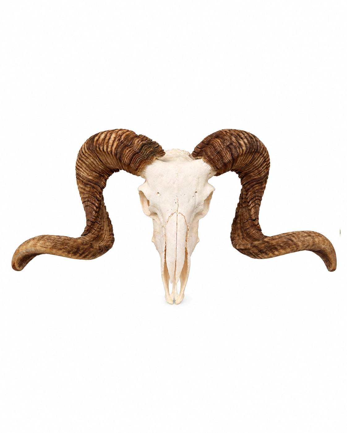 Echter Merinoschafbock Schädel
