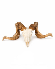 Echter Merinoschafbock Schädel