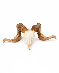 Echter Merinoschafbock Schädel