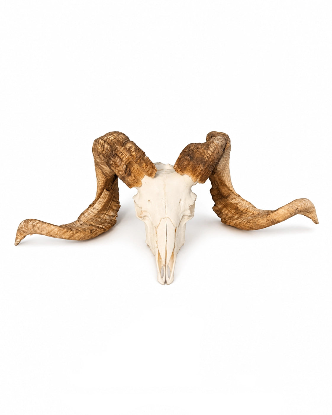 Echter Merinoschafbock Schädel