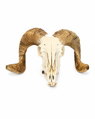 Echter Merinoschafbock Schädel mit Unterkiefer und Hörnern – kompletter Schafbockschädel von Swissskulls