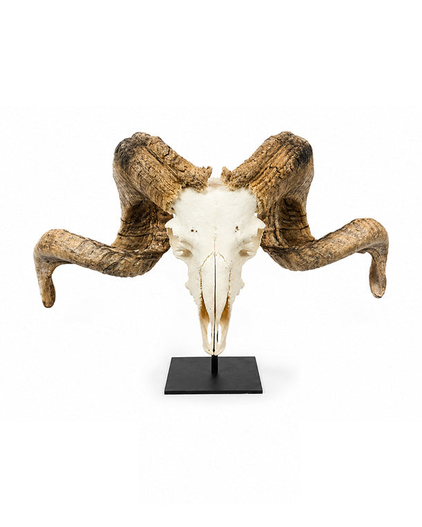 Echter Merinoschafbock Schädel auf Sockel