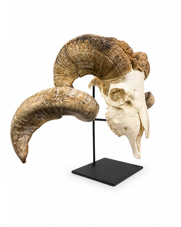 Echter Merinoschafbock Schädel auf Sockel