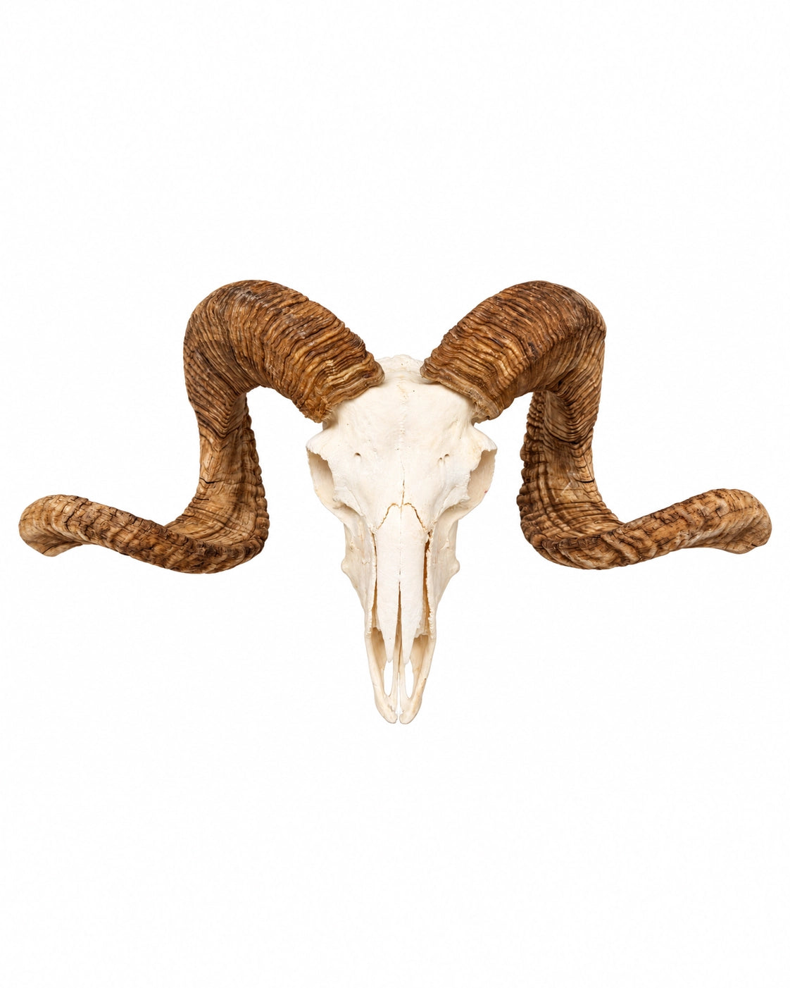 Echter Merinoschafbock Schädel
