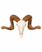 Echter Merinoschafbock Schädel