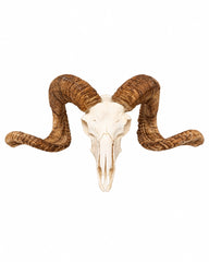 Echter Merinoschafbock Schädel