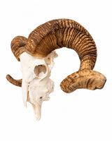 Echter Merinoschafbock Schädel