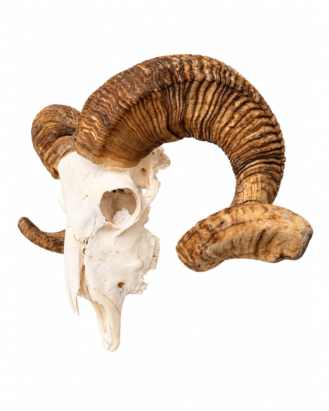 Echter Merinoschafbock Schädel