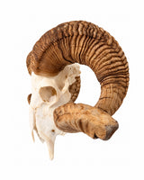 Echter Merinoschafbock Schädel