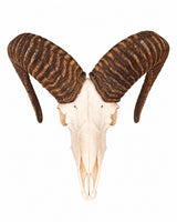 Mufflon-Schädel frontal mit hellem Knochen und kräftigen, geschwungenen Hörnern auf weißem Hintergrund.