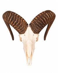 Mufflon-Schädel frontal mit hellem Knochen und kräftigen, geschwungenen Hörnern auf weißem Hintergrund.