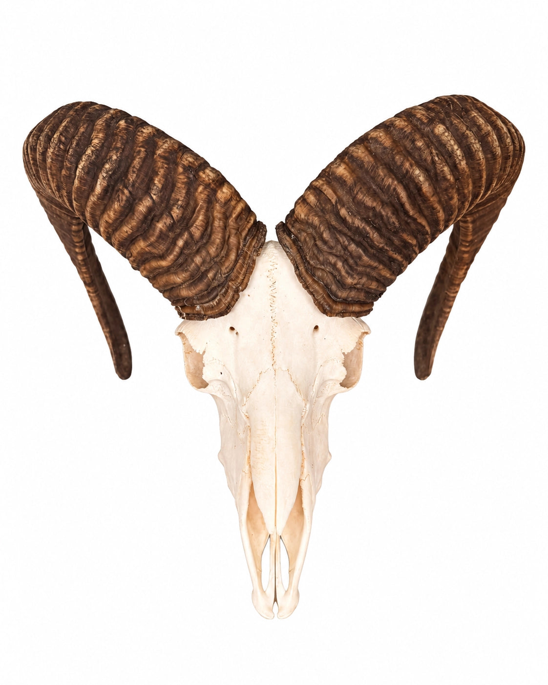 Mufflon-Schädel frontal mit hellem Knochen und kräftigen, geschwungenen Hörnern auf weißem Hintergrund.