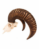 Seitenansicht eines echten Mufflon-Schädels mit sichtbarer Augenhöhle und gebogenem Horn auf weißem Hintergrund.