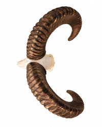 Mufflon-Schädel von oben mit weit geschwungenen Hörnern und ausgeprägter Rillenstruktur auf weißem Hintergrund.
