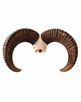 Rückansicht des Mufflon-Schädels mit beiden gebogenen Hörnern und sichtbarer Schädelbasis auf weißem Hintergrund.