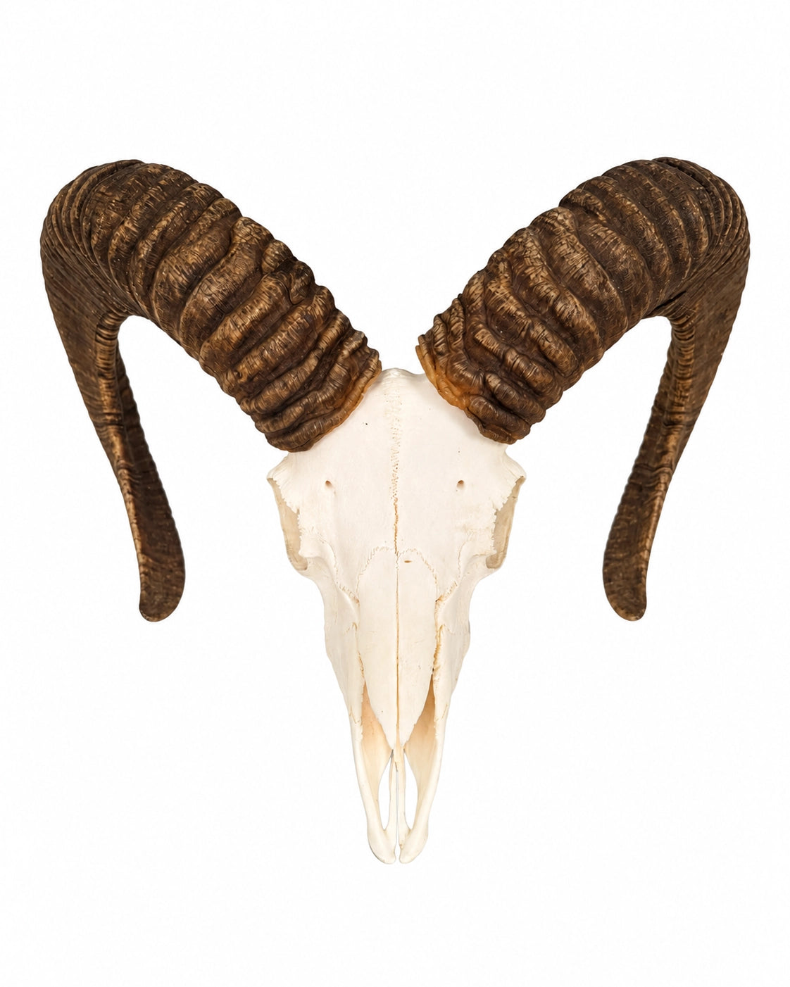 Echter Mufflon-Schädel mit braunen, gerillten Hörnern in Vorderansicht auf weißem Hintergrund.