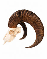 Seitenansicht eines echten Mufflon-Schädels mit sichtbarer Augenhöhle und gebogenem Horn auf weißem Hintergrund.