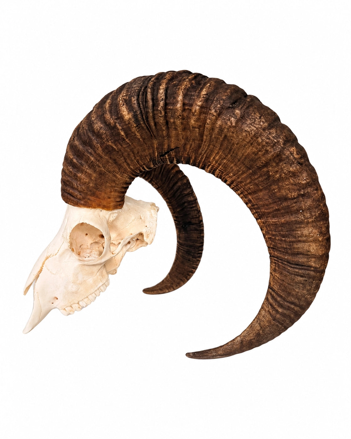 Seitenansicht eines echten Mufflon-Schädels mit sichtbarer Augenhöhle und gebogenem Horn auf weißem Hintergrund.