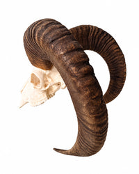 Rückansicht des Mufflon-Schädels mit beiden gebogenen Hörnern und sichtbarer Schädelbasis auf weißem Hintergrund.