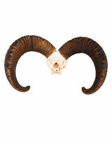 Rückansicht des Mufflon-Schädels mit beiden gebogenen Hörnern und sichtbarer Schädelbasis auf weißem Hintergrund.