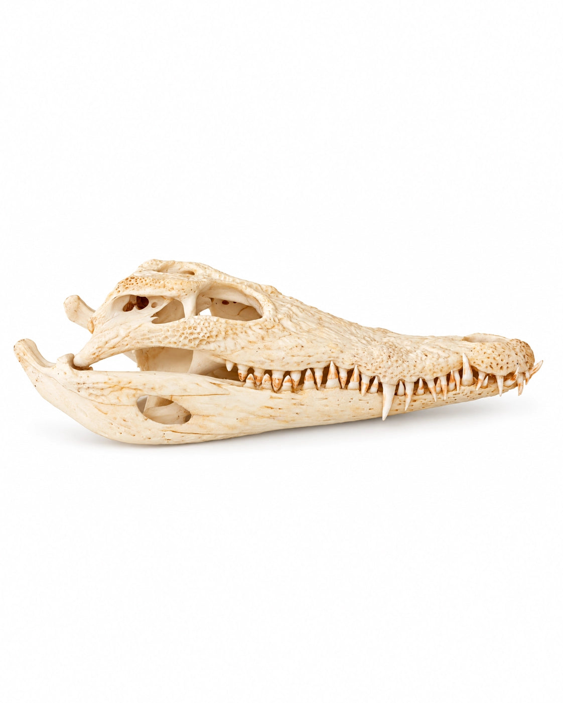 Echter Nilkrokodil Schädel