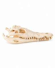 Echter Nilkrokodil Schädel