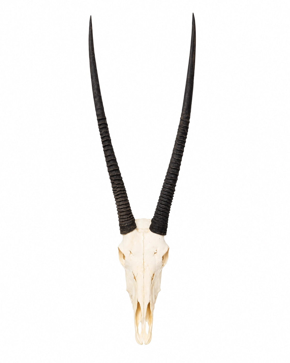 Echter Oryx Schädel