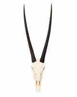 Echter Oryx Schädel