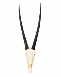 Echter Oryx Schädel