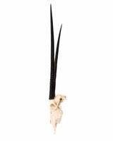 Echter Oryx Schädel