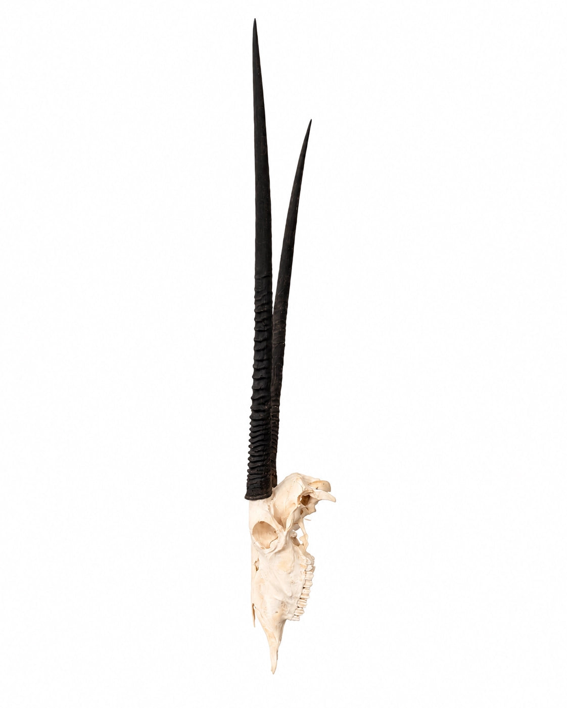 Echter Oryx Schädel