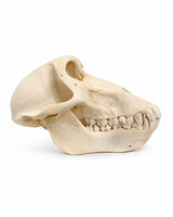 True baboon skull (Chacmaboon)