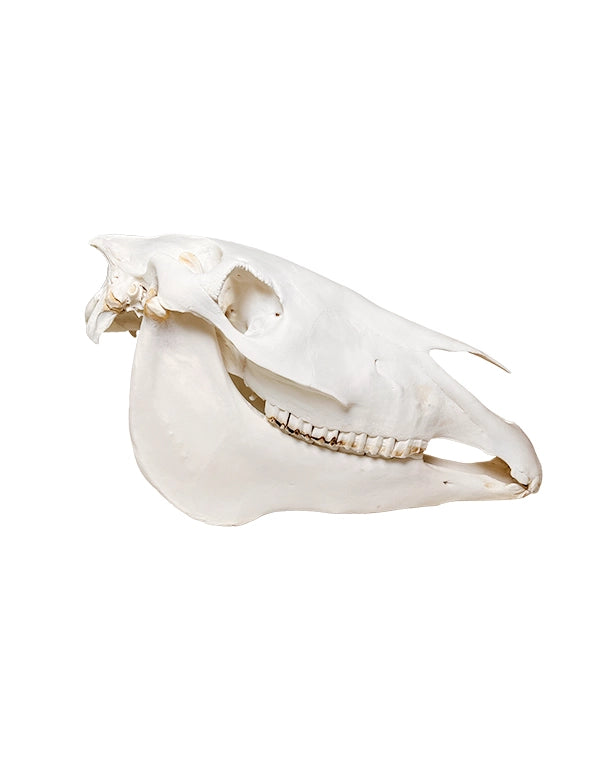 Massiver Shire-Pferdeschädel – grosser, bulliger Schädel der grössten Pferderasse der Welt, detailreich präpariert von SwissSkulls International.