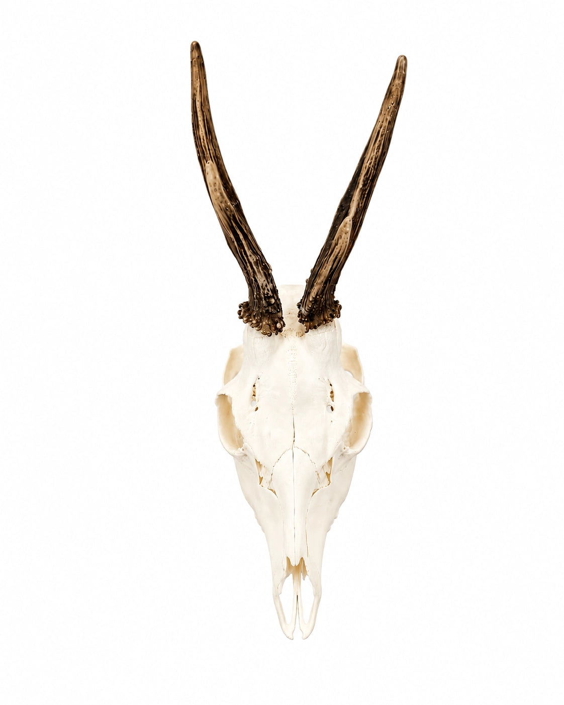Natürlicher Rehbock Schädel als Jagdtrophäe und Naturdekoration