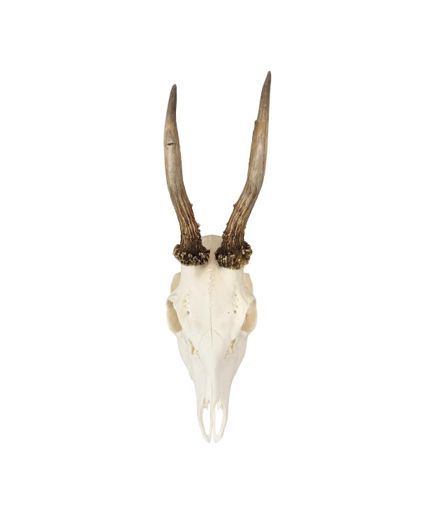 Echter Rehbock Schädel