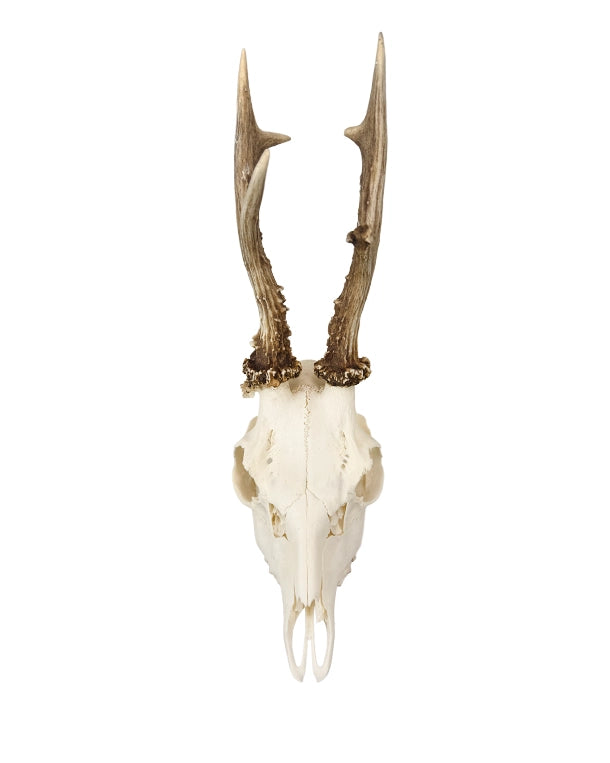 Real Roebuck Skull
