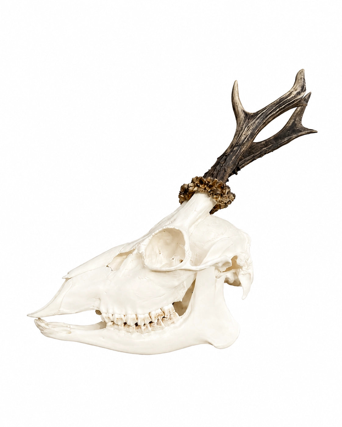 Hochwertiger Rehschädel vom Rehbock für Jagd- und Naturinteressierte