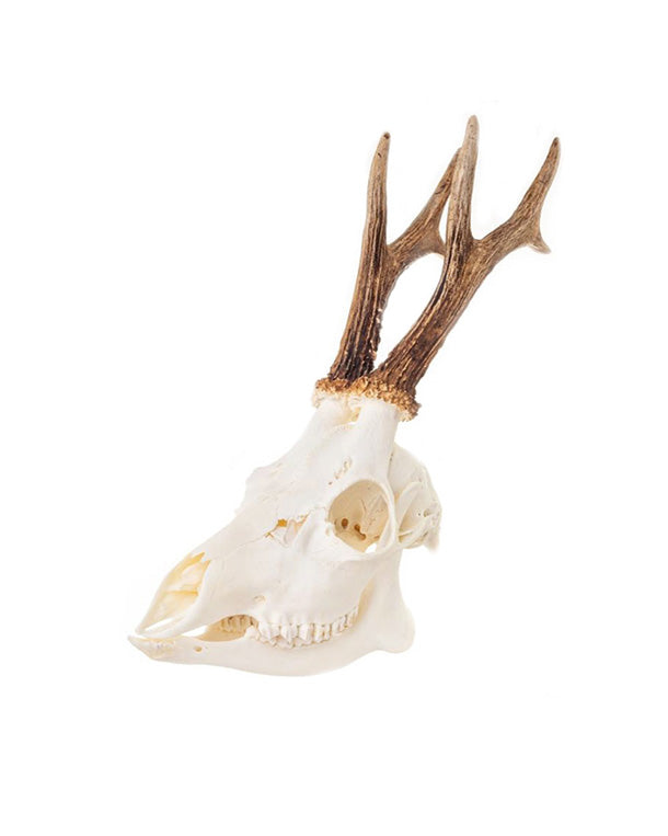 Real deer skull with lower jaw