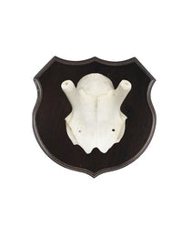 Echter Renntierschädel