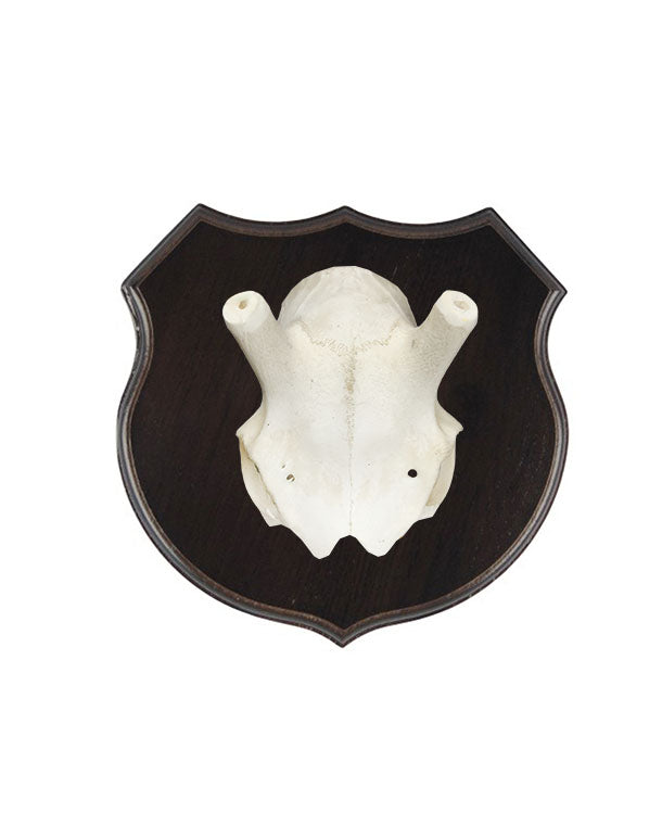 Echter Renntierschädel