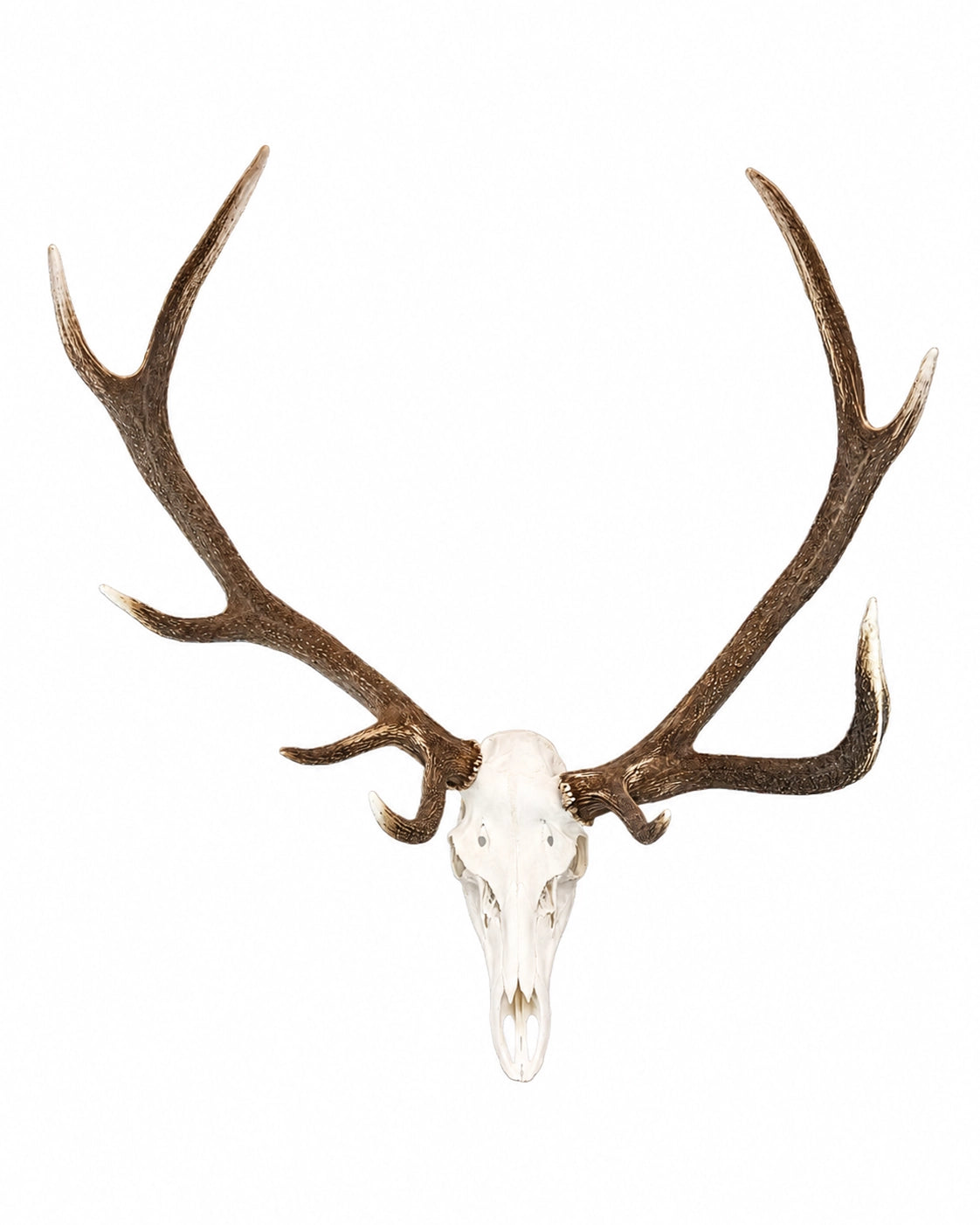 Véritable crâne de cerf élaphe