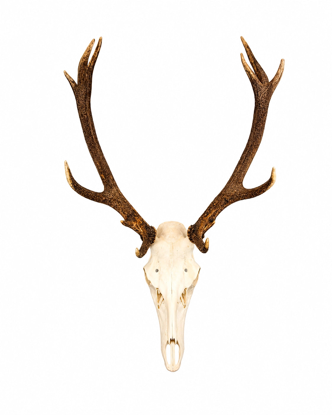 Präparierter Rothirsch-Schädel (Cervus elaphus) mit imposantem Geweih auf weißem Hintergrund. Professionell gereinigter und gebleichter Hirschschädel mit naturbelassenem Geweih als hochwertige Jagdtrophäe und Wanddekoration. Tierschädel kaufen bei SWISSkulls