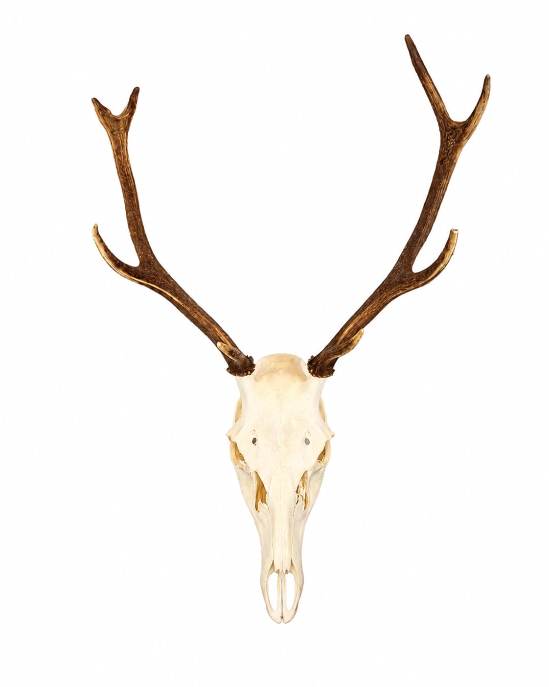 Präparierter Rothirsch-Schädel (Cervus elaphus) mit imposantem Geweih auf weißem Hintergrund. Professionell gereinigter und gebleichter Hirschschädel mit naturbelassenem Geweih als hochwertige Jagdtrophäe und Wanddekoration. Tierschädel kaufen bei SWISSkulls