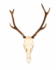 Präparierter Rothirsch-Schädel (Cervus elaphus) mit imposantem Geweih auf weißem Hintergrund. Professionell gereinigter und gebleichter Hirschschädel mit naturbelassenem Geweih als hochwertige Jagdtrophäe und Wanddekoration. Tierschädel kaufen bei SWISSkulls