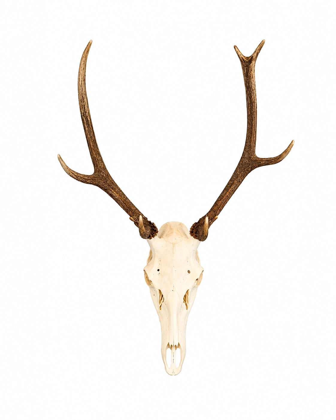 Präparierter Rothirsch-Schädel (Cervus elaphus) mit imposantem Geweih, professionell gereinigt und gebleicht. Hochwertige Jagdtrophäe mit natürlicher Geweihfarbe vor weißem Hintergrund für Sammler, Jäger und Naturliebhaber. Tierschädel kaufen bei SWISSkulls