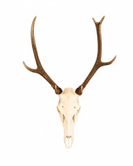 Präparierter Rothirsch-Schädel (Cervus elaphus) mit imposantem Geweih, professionell gereinigt und gebleicht. Hochwertige Jagdtrophäe mit natürlicher Geweihfarbe vor weißem Hintergrund für Sammler, Jäger und Naturliebhaber. Tierschädel kaufen bei SWISSkulls