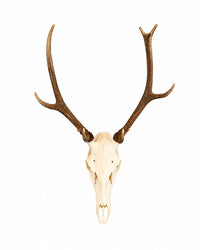 Präparierter Rothirsch-Schädel (Cervus elaphus) mit imposantem Geweih, professionell gereinigt und gebleicht. Hochwertige Jagdtrophäe mit natürlicher Geweihfarbe vor weißem Hintergrund für Sammler, Jäger und Naturliebhaber. Tierschädel kaufen bei SWISSkulls
