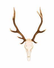 Präparierter Rothirsch-Schädel (Cervus elaphus) mit imposantem Geweih, professionell gereinigt und gebleicht. Hochwertige Jagdtrophäe mit natürlicher Geweihfarbe vor weißem Hintergrund für Sammler, Jäger und Naturliebhaber. Tierschädel kaufen bei SWISSkulls
