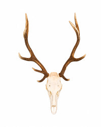 Präparierter Rothirsch-Schädel (Cervus elaphus) mit imposantem Geweih, professionell gereinigt und gebleicht. Hochwertige Jagdtrophäe mit natürlicher Geweihfarbe vor weißem Hintergrund für Sammler, Jäger und Naturliebhaber. Tierschädel kaufen bei SWISSkulls